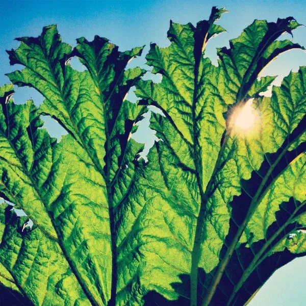 Pfarmers - Gunnera (LP, Album, Ltd, Gre)